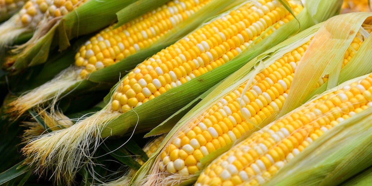 corn кукуруза