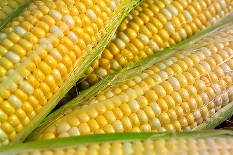 corn кукуруза