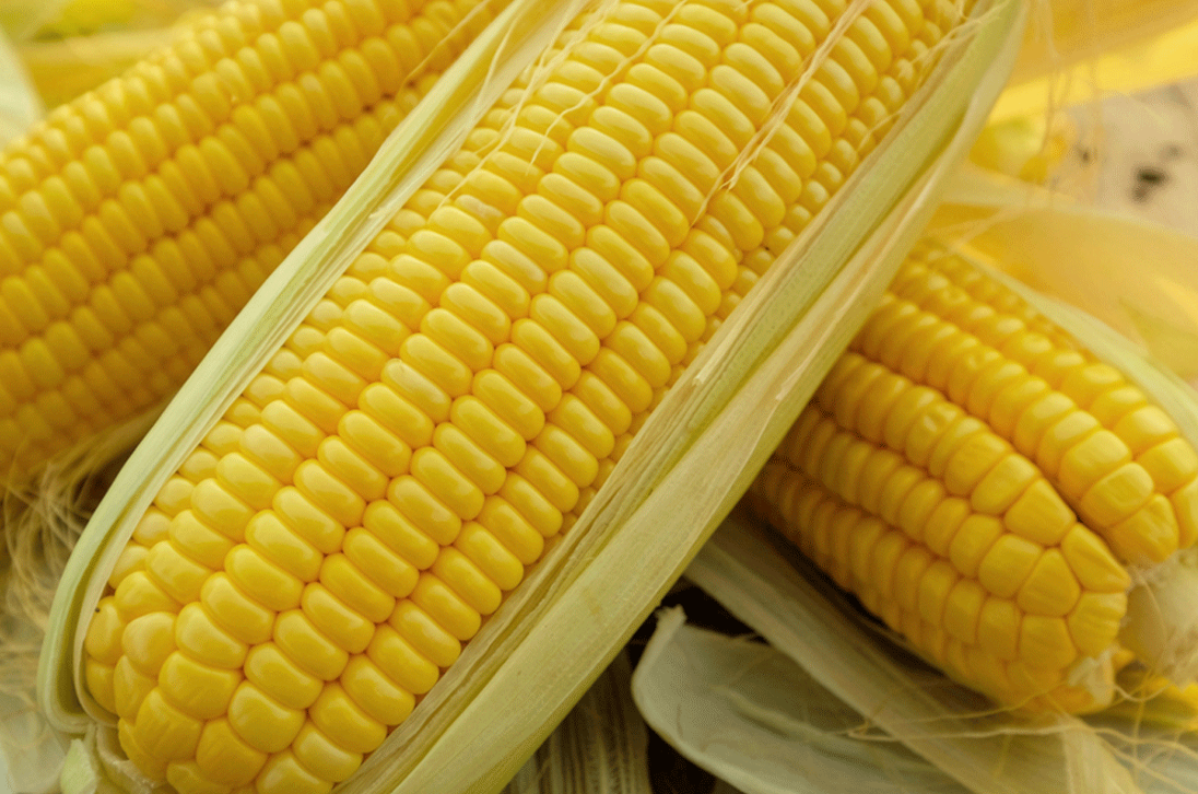 corn кукуруза