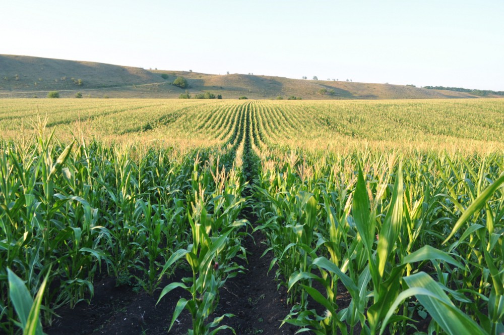 кукуруза corn