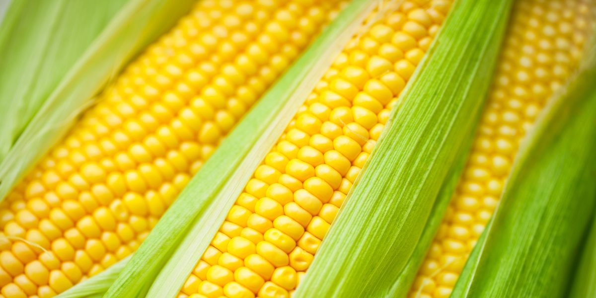 кукуруза corn