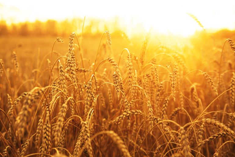 зерно поле grain field