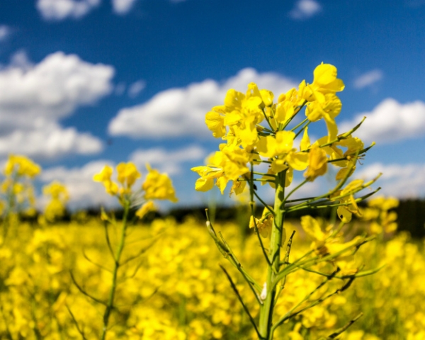 рапс rapeseed canola