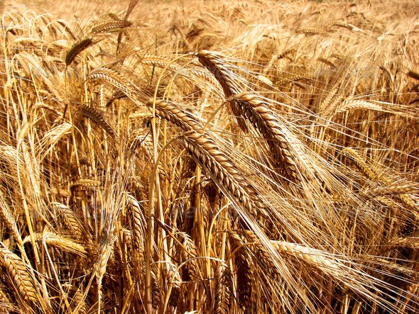 зерно поле grain field колоски