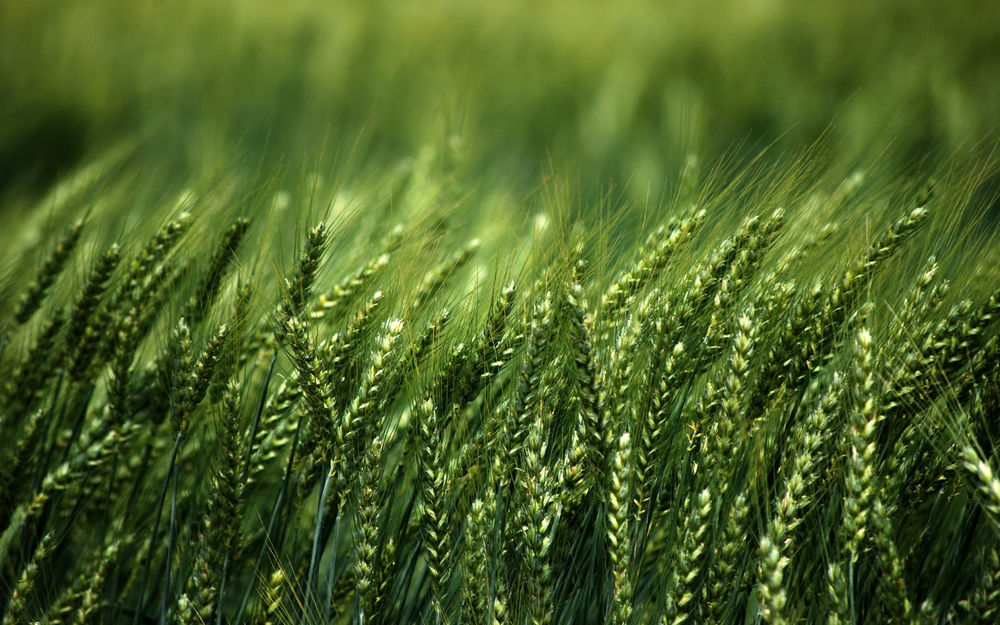 зерно поле урожай grain crop