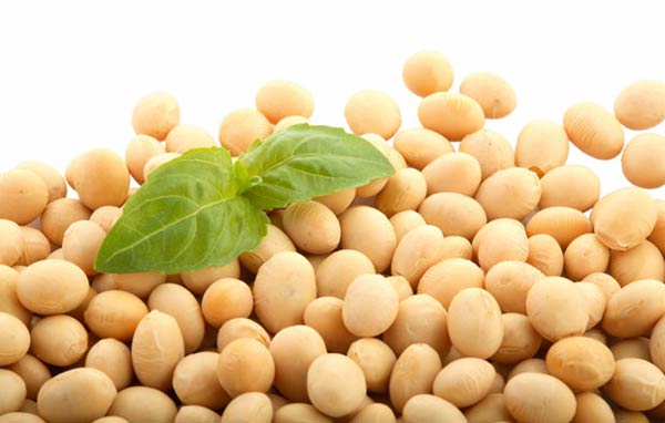 соя soya soy soja soybeans