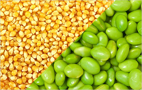 соя soya soy soybeans corn кукуруза