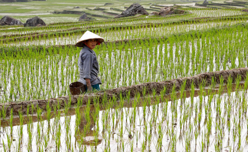 rice farm рис