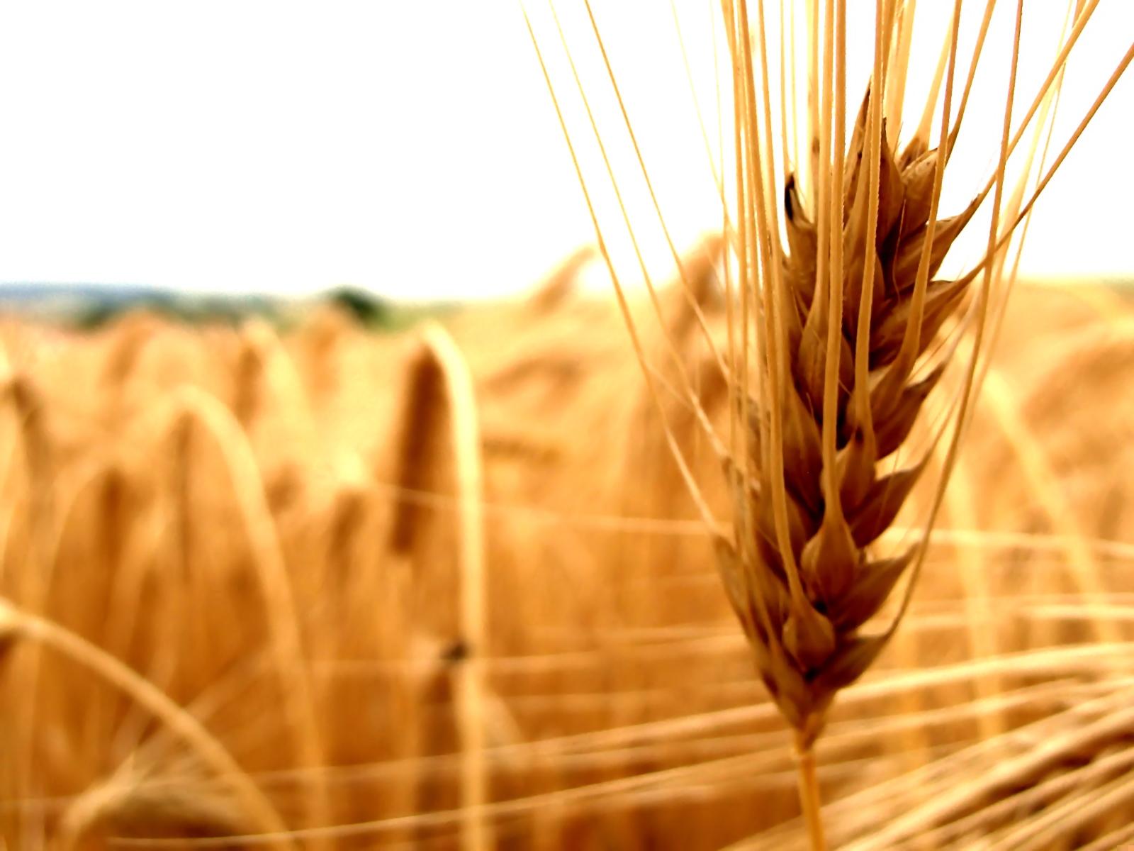 зерно поле grain field