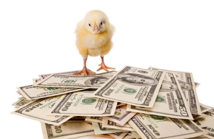 chick on money птицеводство