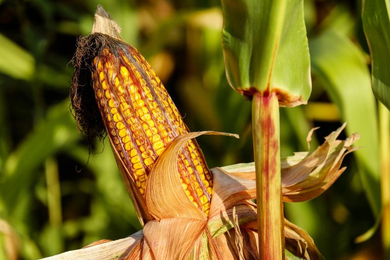 corn кукуруза