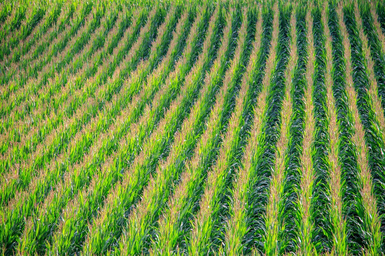 кукуруза поле corn field