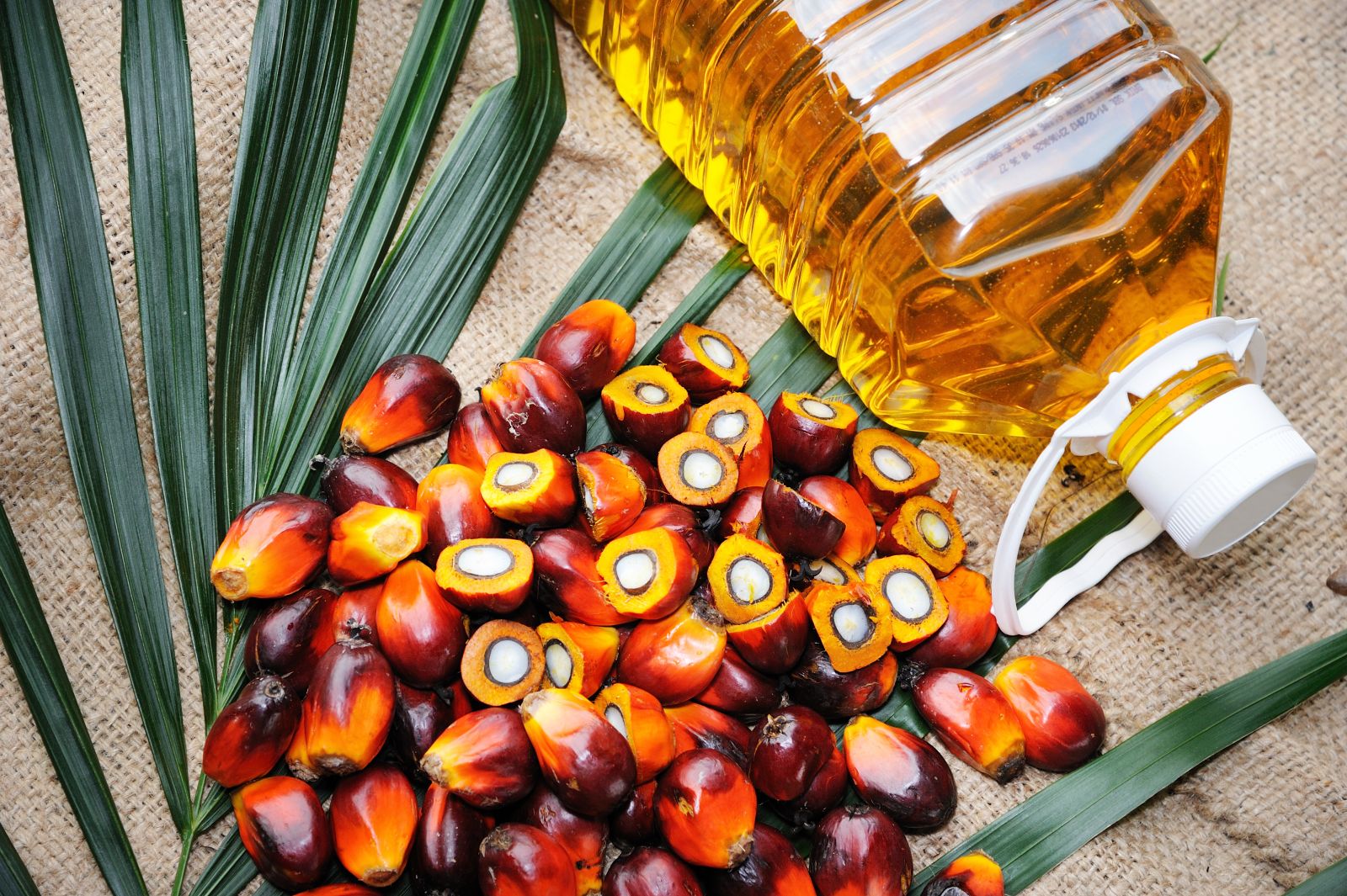 пальма пальмовое масло palm oil