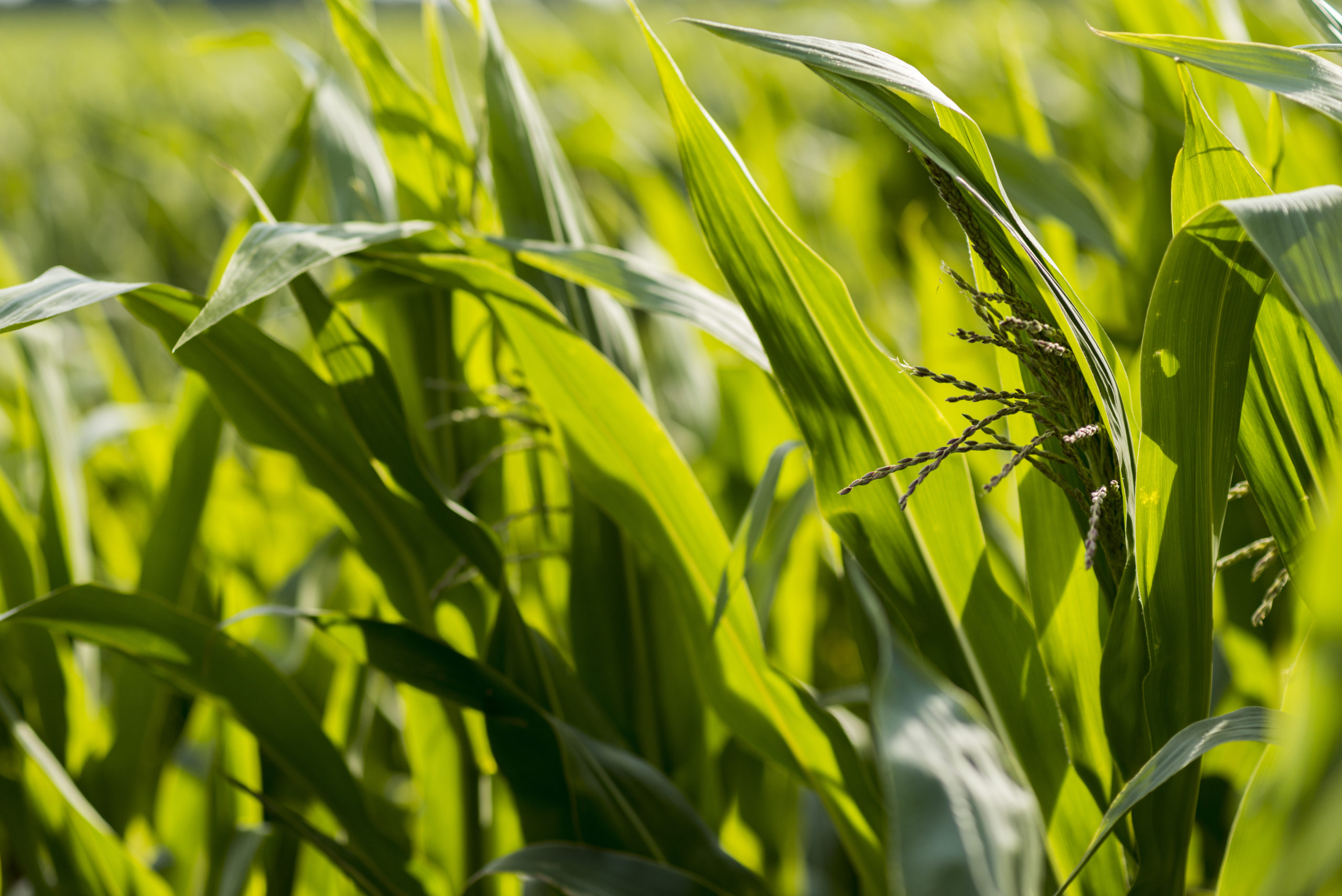 corn field поле кукуруза