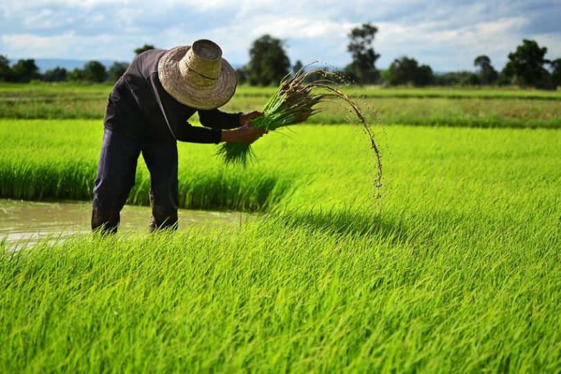 rice farm рис ферма