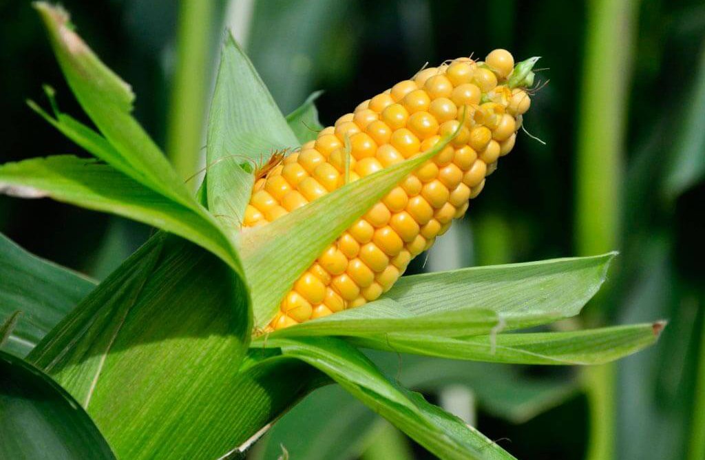 corn кукуруза