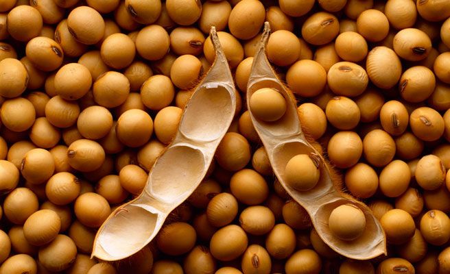 соя soya soy soja soybeans