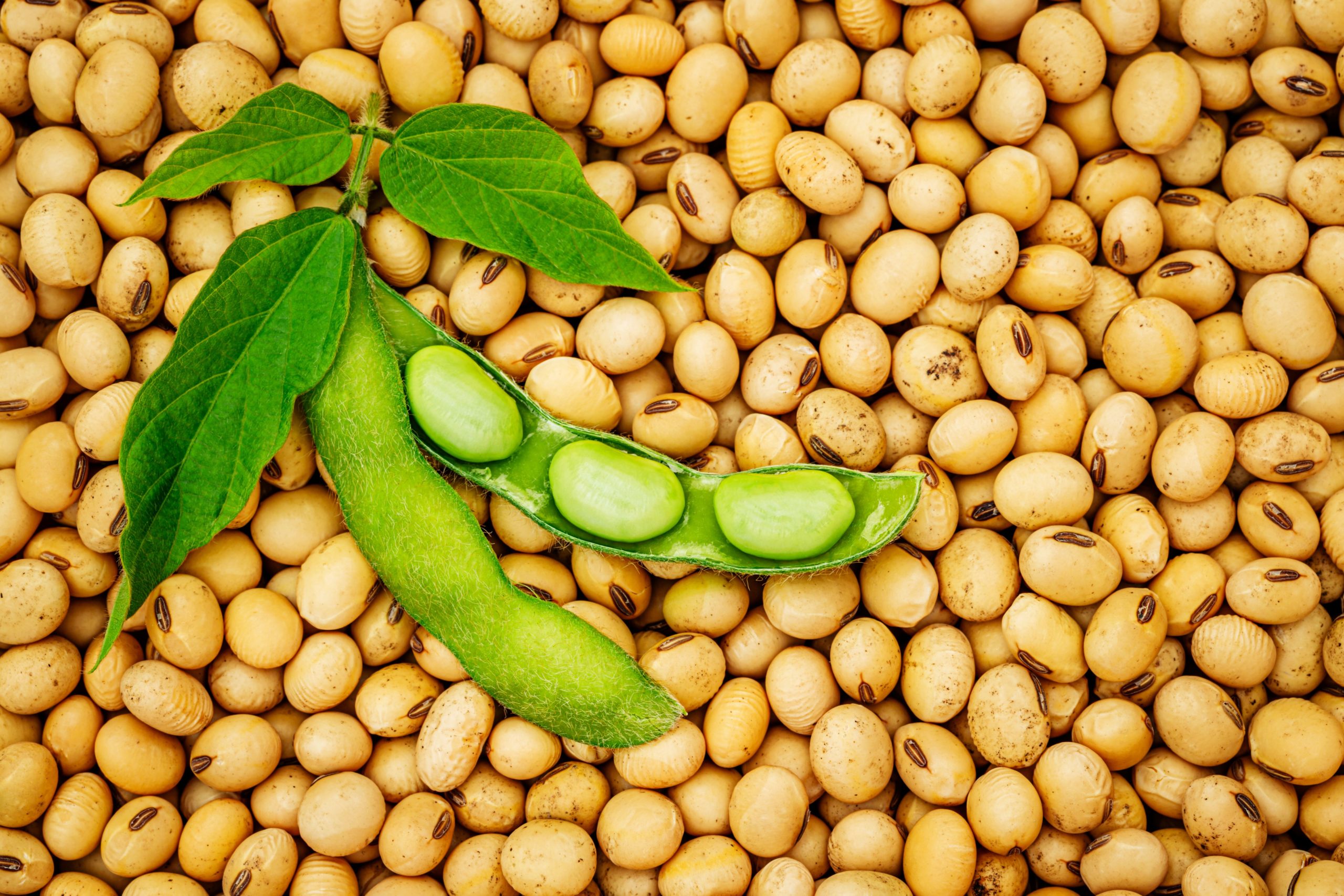 соя soy soja soybean