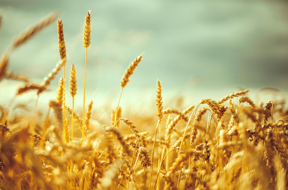 зерно поле grain field