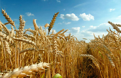 grain field зерно поле