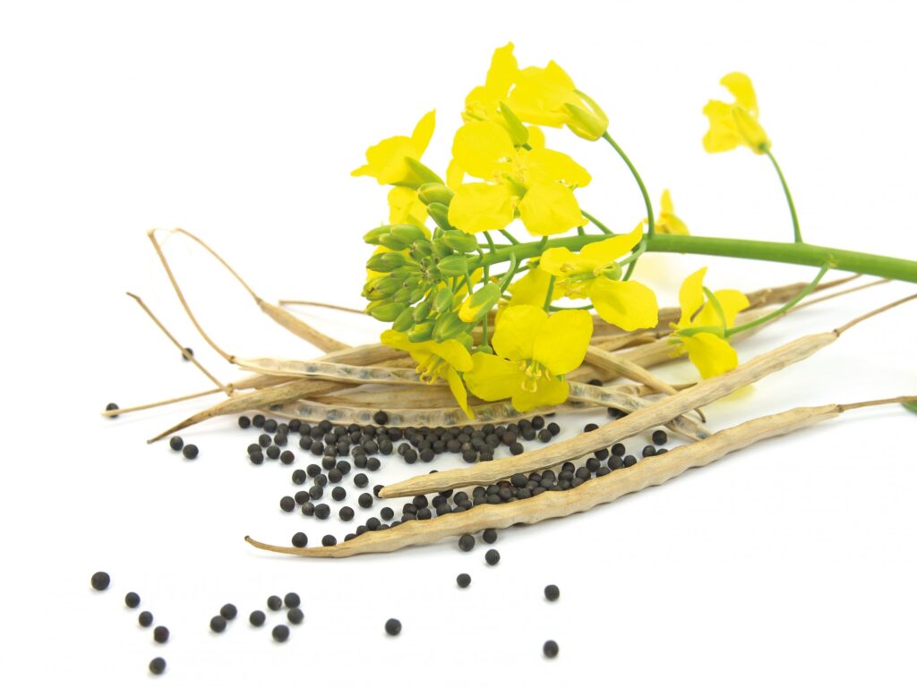 Rapeseed price in Ukraine