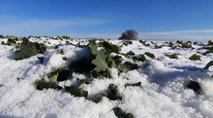 стан посівів