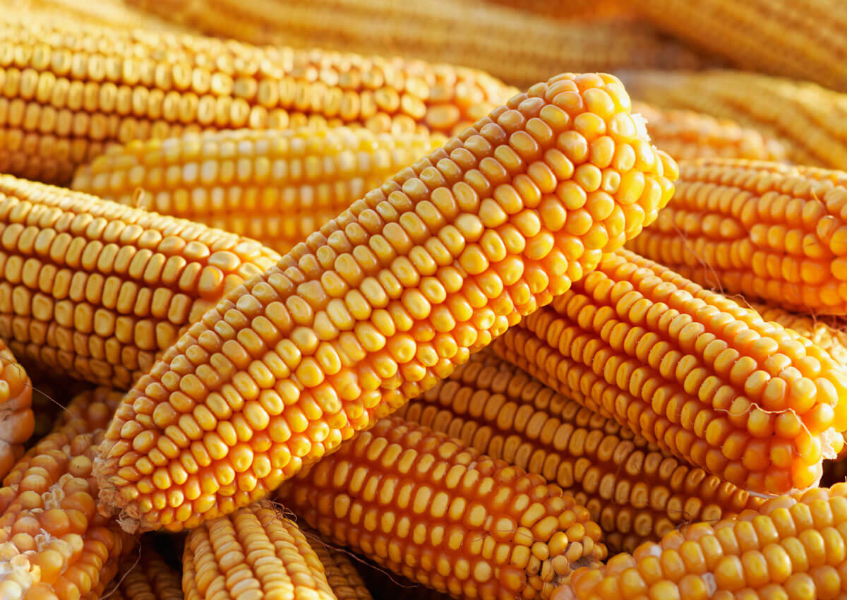 Corn price in Ukraine