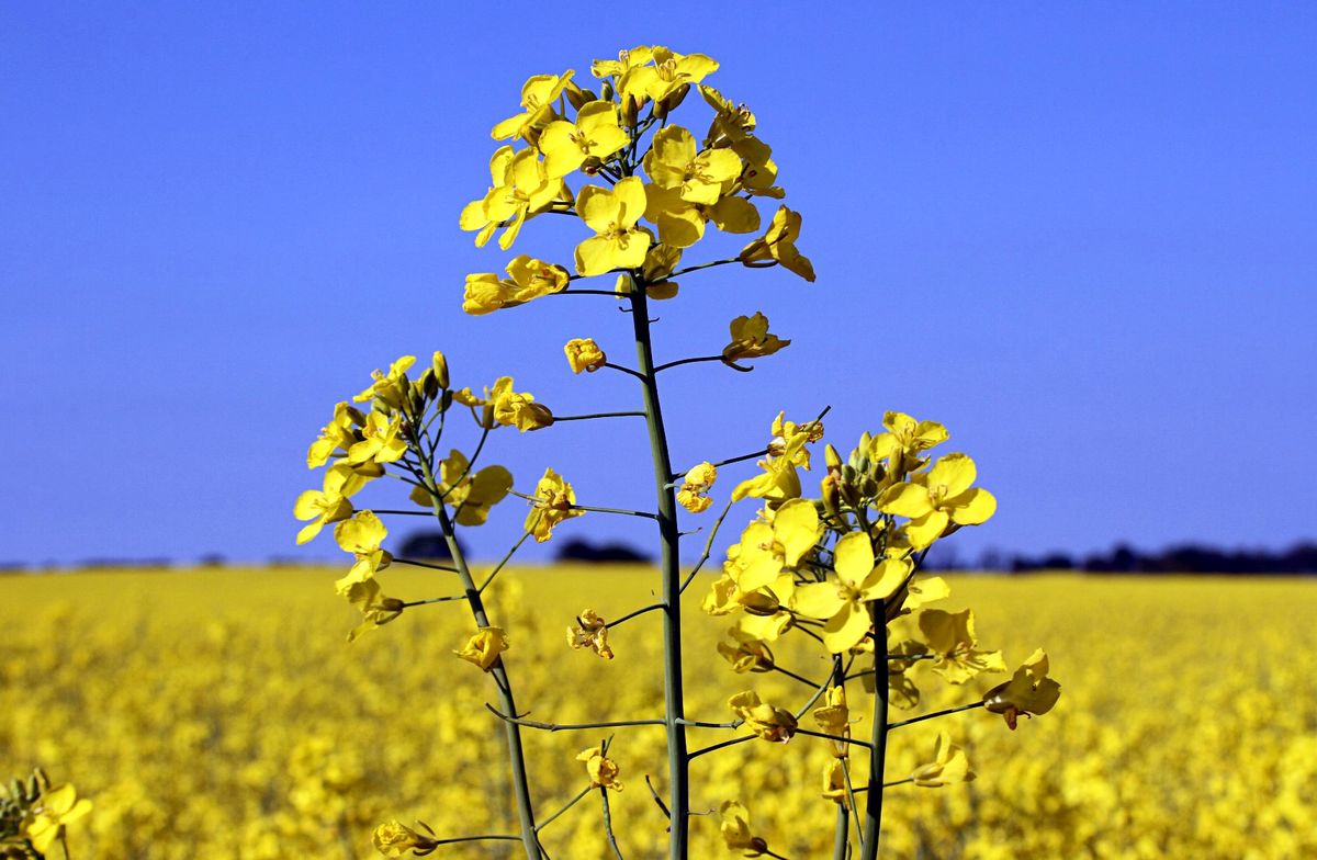 ріпак