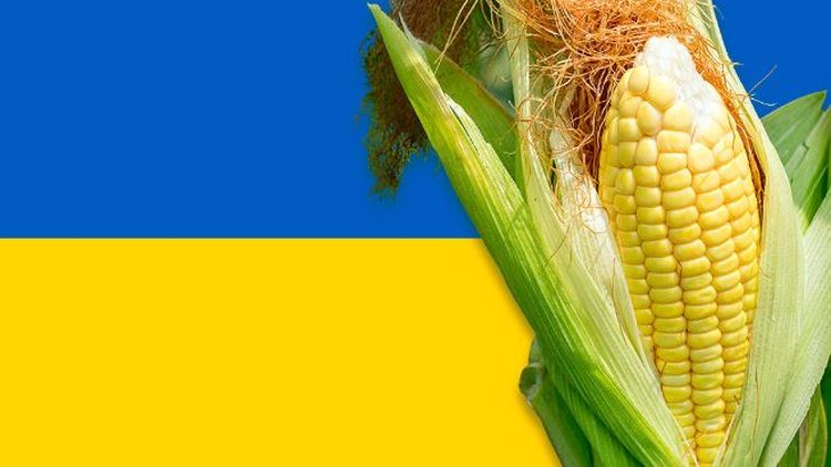 Україна кукурудза